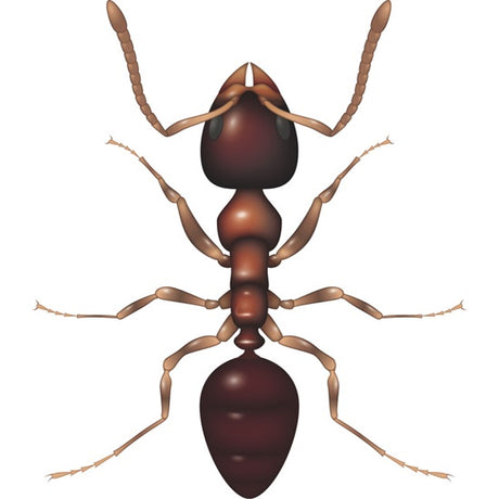 Black Garden Ant