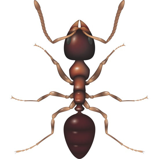 Black Garden Ant