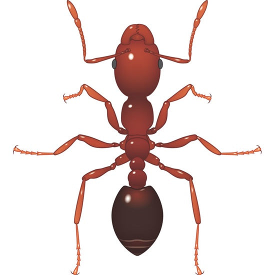 Fire Ant / Red Imported Fire Ant
