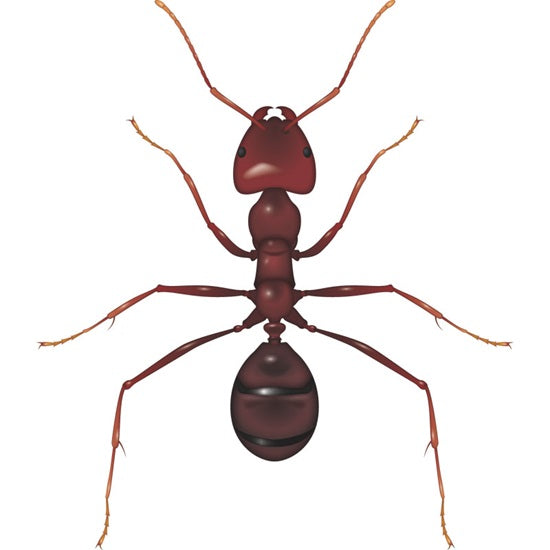 Odorous Garden Ant
