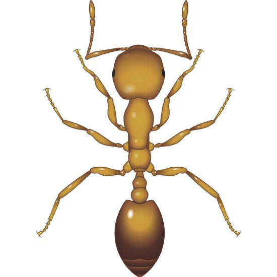 Pharaoh Ant